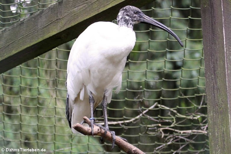 Threskiornis bernieri