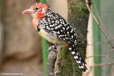 Flammenkopf-Bartvogel (Trachyphonus erythrocephalus) im Weltvogelpark Walsrode