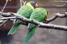 Timor-Allfarbloris (Trichoglossus capistratus capistratus) im Weltvogelpark Walsrode