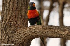 Regenbogenlori (Trichoglossus moluccanus) im Weltvogelpark Walsrode