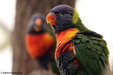 Regenbogenlori (Trichoglossus moluccanus) im Weltvogelpark Walsrode