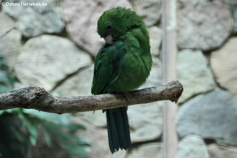 Triclaria malachitacea-1