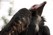 Wollkopfgeier (Trigonoceps occipitalis) im Weltvogelpark Walsrode