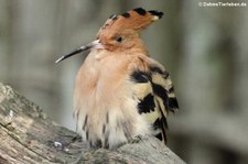 Wiedehopf (Upupa epops) im Weltvogelpark Walsrode