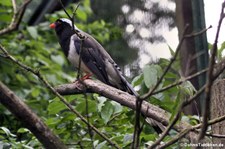 Rotschnabelkitta (Urocissa erythroryncha) im Weltvogelpark Walsrode