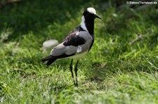 Weltvogelpark Walsrode