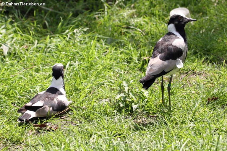 Vanellus armatus