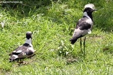 Weltvogelpark Walsrode