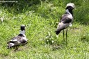 Vanellus armatus