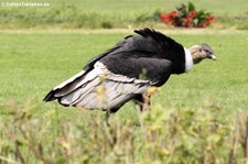 Andenkondor (Vultur gryphus) im Weltvogelpark Walsrode