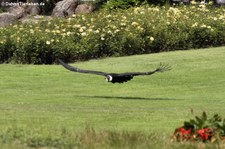 Andenkondor (Vultur gryphus) im Weltvogelpark Walsrode