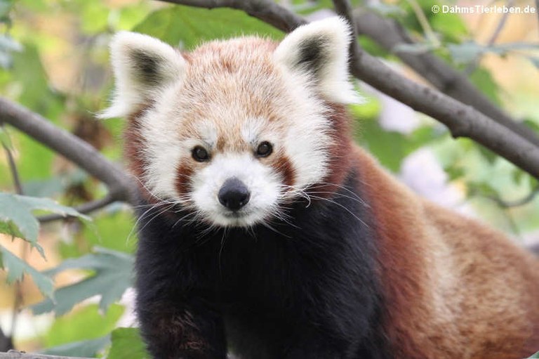 Ailurus fulgens