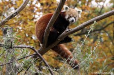 Westlicher Kleiner Panda (Ailurus fulgens) im Tiergarten Schönbrunn, Wien