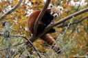 Ailurus fulgens