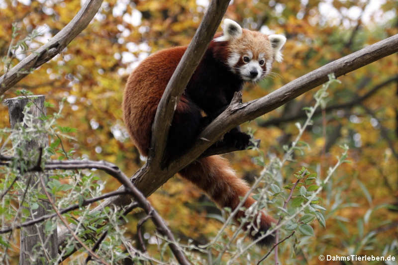 Westlicher Kleiner Panda (Ailurus fulgens)