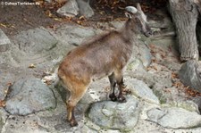 Himalaya-Tahr (Hemitragus jemlahicus) im Tiergarten Schönbrunn, Wien