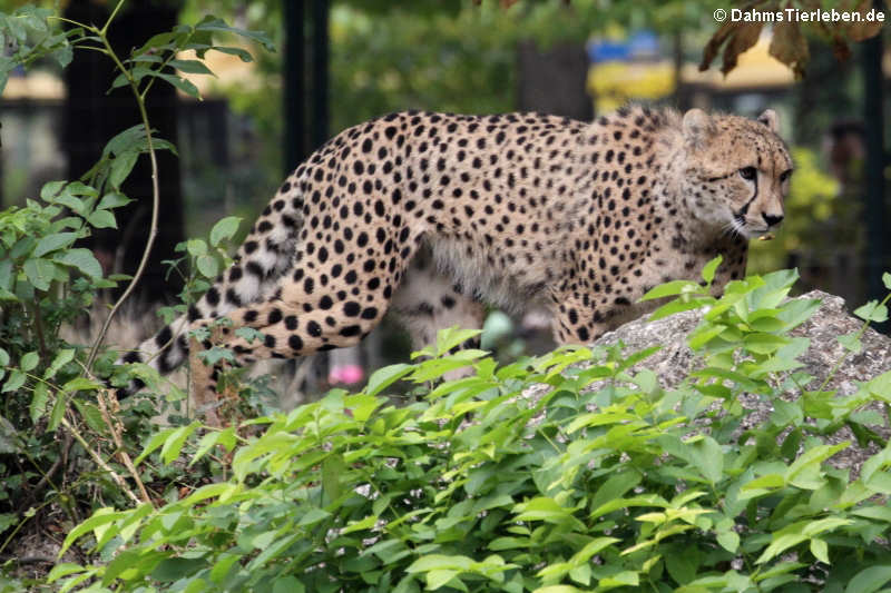 Südafrikanischer Gepard (Acinonyx jubatus jubatus)