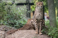Südafrikanischer Gepard (Acinonyx jubatus jubatus) im Tiergarten Schönbrunn