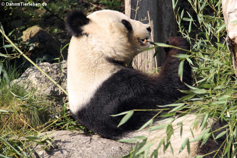 Großer Panda (Ailuropoda melanoleuca)