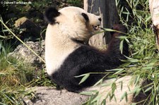 Großer Panda (Ailuropoda melanoleuca) im Tiergarten Schönbrunn, Wien