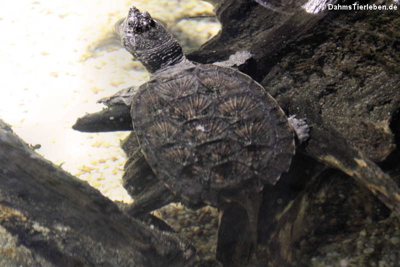 Chelydra acutirostris-1