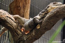 Schwarzbrust-Schwarzleguan (Ctenosaura melanosterna) im Tiergarten Schönbrunn