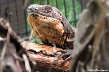 Schwarzbrust-Schwarzleguan (Ctenosaura melanosterna) im Tiergarten Schönbrunn