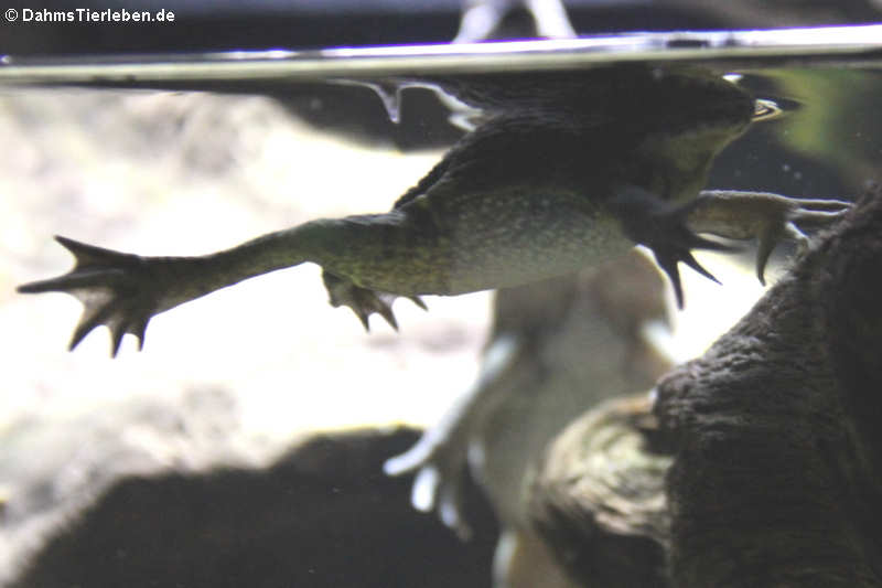 Calyptocephalella gayi-1