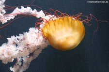 Kompassqualle (Chrysaora fuscescens) im Tiergarten Schönbrunn