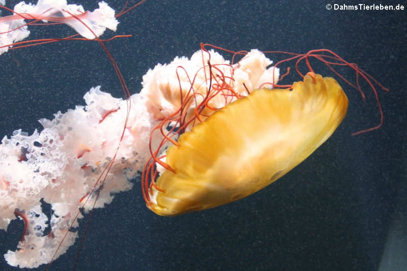 Chrysaora fuscescens-2