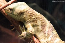 Wickelschwanz-Skink (Corucia zebrata) im Tiergarten Schönbrunn, Wien