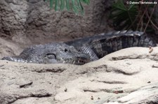 Beulenkrokodil (Crocodylus moreletii) im Tiergarten Schönbrunn, Wien