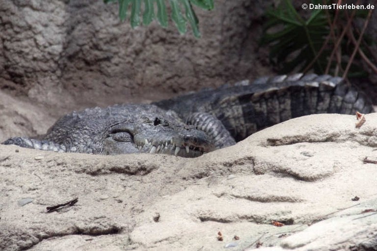 Crocodylus moreletii