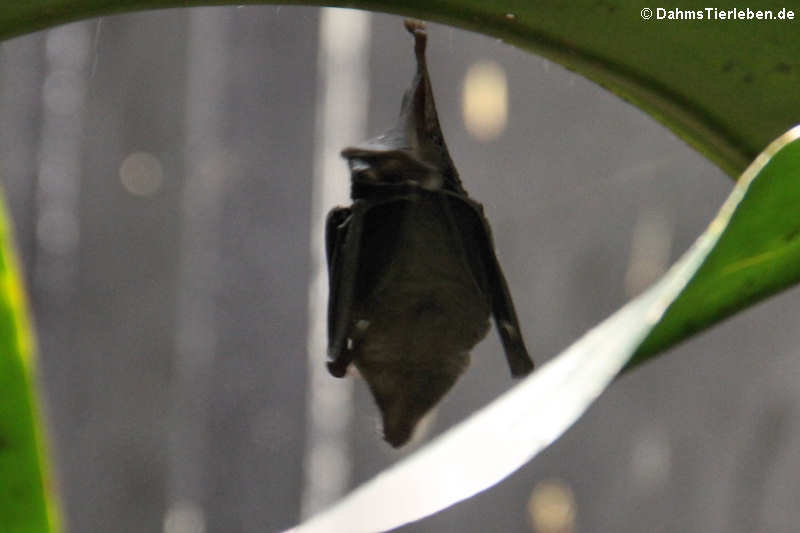 Glossophaga soricina-1