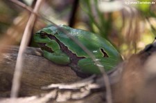 Europäischer Laubfrosch (Hyla arborea) im Tiergarten Schönbrunn, Wien