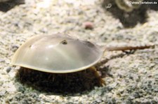 Atlantischer Pfeilschwanzkrebs (Limulus polyphemus) im Tiergarten Schönbrunn, Wien