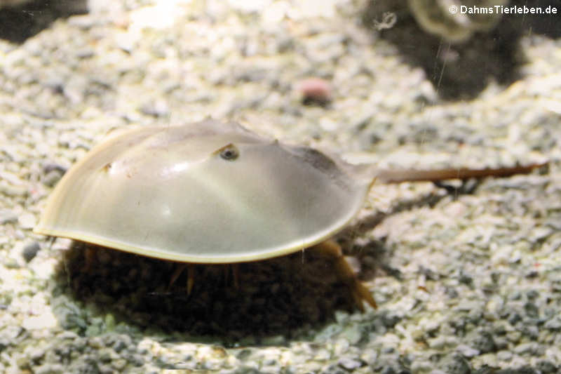 Limulus polyphemus