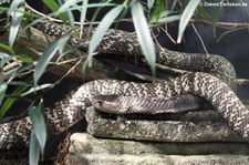 Brillenschlange (Naja naja) im Tiergarten Schönbrunn, Wien