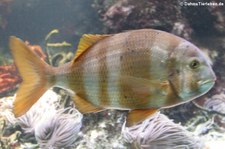 Rotbandbrasse (Pagrus auriga) im Tiergarten Schönbrunn