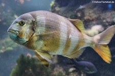 Rotbandbrasse (Pagrus auriga) im Tiergarten Schönbrunn