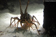 Europäische Languste (Palinurus elephas) im Tiergarten Schönbrunn