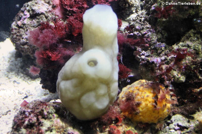 Phallusia mammillata-1