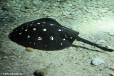 Leopolds Stechrochen (Potamotrygon leopoldi) im Tiergarten Schönbrunn, Wien