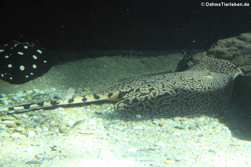Tiger-Stechrochen Potamotrygon tigrina-2