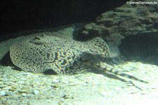 Tiger-Stechrochen (Potamotrygon tigrina) im Tiergarten Schönbrunn, Wien