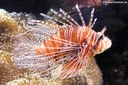 Pterois antennata