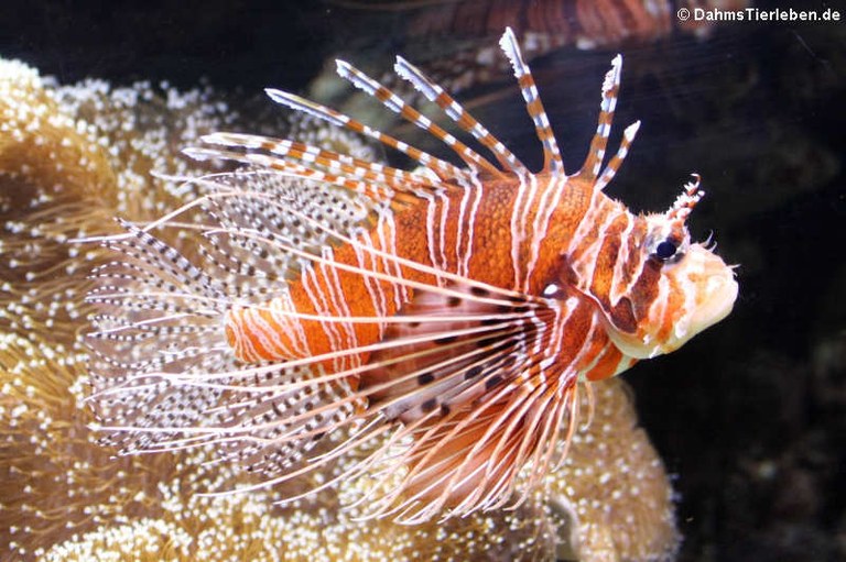 Pterois antennata