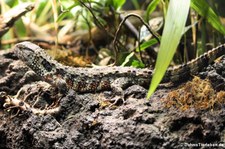 Krokodilschwanzechse (Shinisaurus crocodilurus) im Tiergarten Schönbrunn, Wien