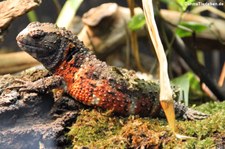 Krokodilschwanzechse (Shinisaurus crocodilurus) im Tiergarten Schönbrunn, Wien