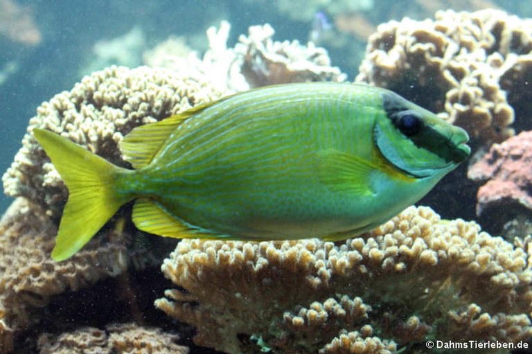 Siganus puellus